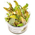 Cryptocoryne undulata 'Broad Leaf' Nr.8 1-2-Grow! ca. 15-30 cm - Maxi Zoo Danmark