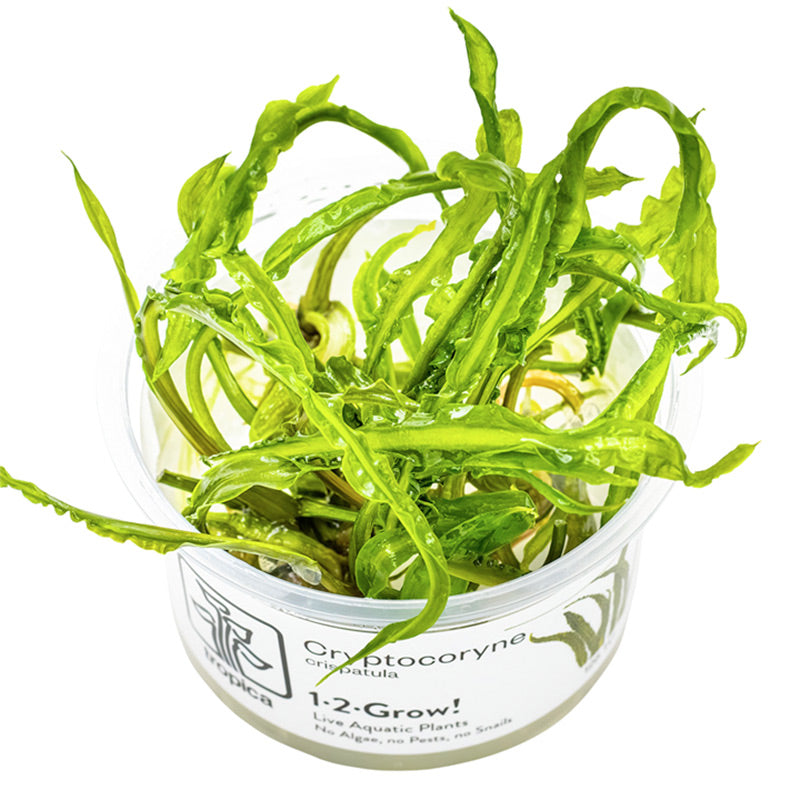 Cryptocoryne crispatula Nr.8 1-2-Grow! ca. 20-60 cm - Maxi Zoo Danmark
