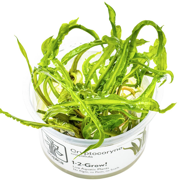 Cryptocoryne crispatula Nr.8 1-2-Grow! ca. 20-60 cm - Maxi Zoo Danmark