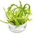 Cryptocoryne crispatula Nr.8 1-2-Grow! ca. 20-60 cm - Maxi Zoo Danmark
