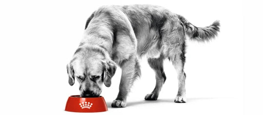 Royal Canin hundefoder i Maxi Zoo