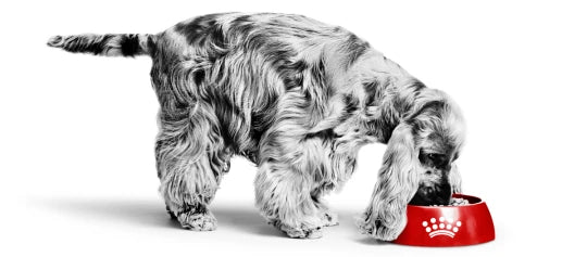 Royal Canin Veterinary hundefoder i Maxi Zoo