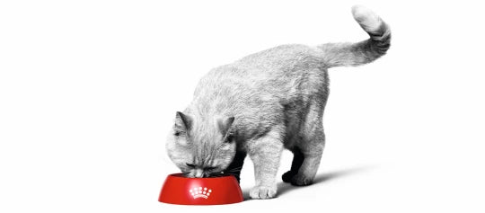 Royal Canin kattefoder i Maxi Zoo