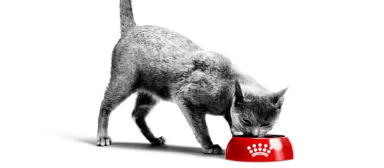Royal Canin Veterinary kattefoder i Maxi Zoo