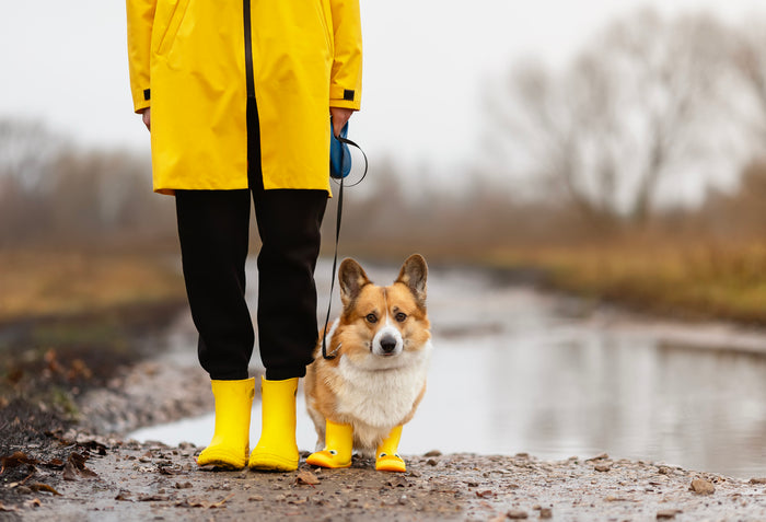 regnvejr med hund