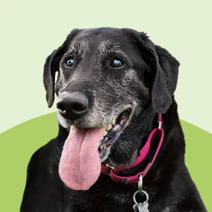 foder til senior hunde